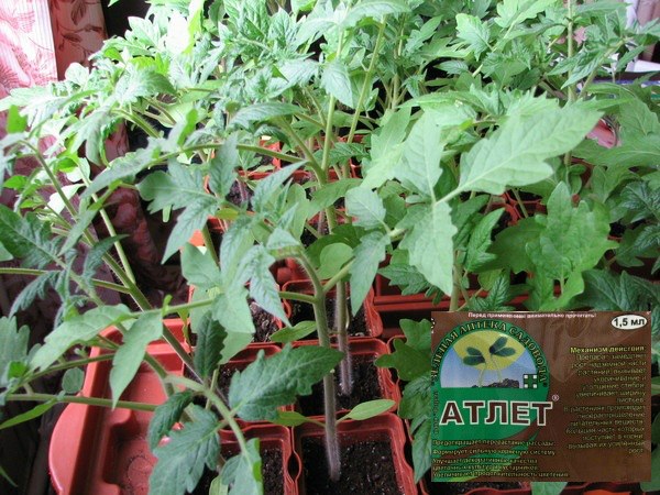 İlacın kullanımı "Atlet" domates fidelerinin büyümesini engellemek için