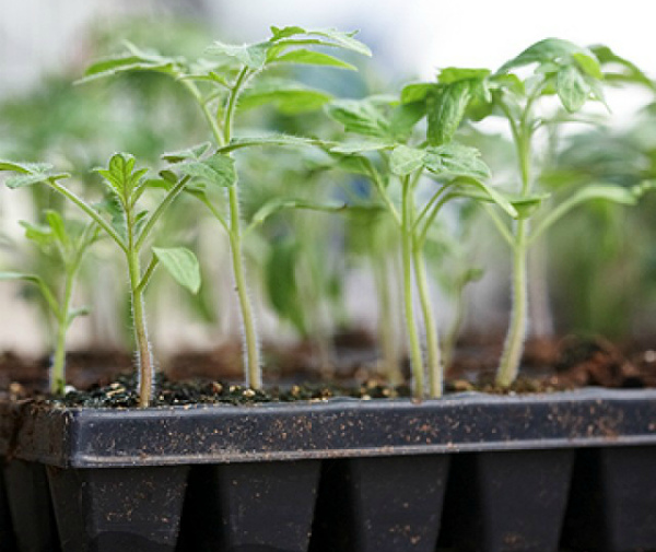 Stretched grown tomato seedlings