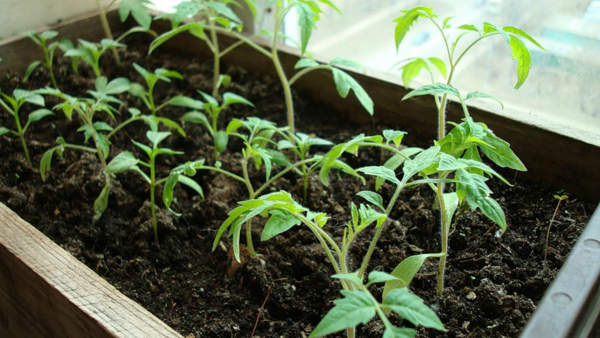 Conditions for growing tomatoes