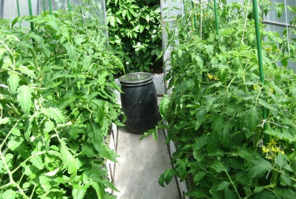 Caring for tomatoes in a greenhouse