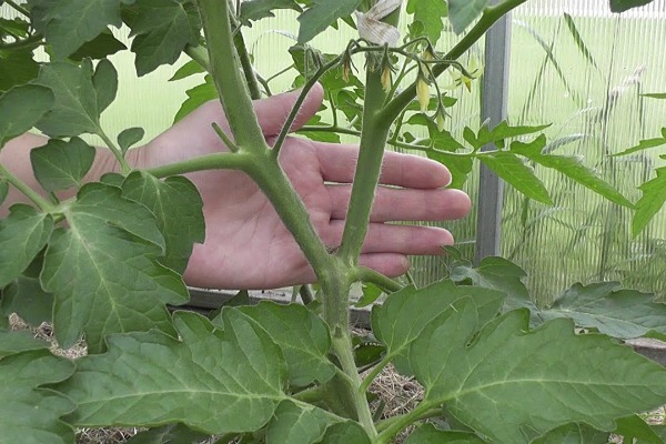 How to shape tomatoes in a greenhouse