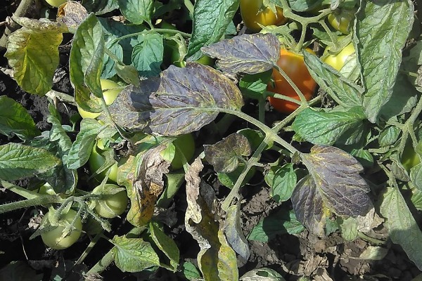 Reasons for the development of late blight in tomatoes