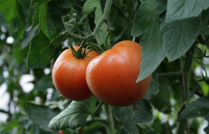 Kaksi tomaattia Sultan