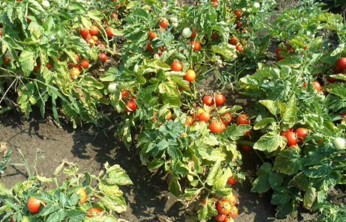 Pomodori a crescita bassa