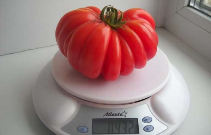 Big tomato on the scales