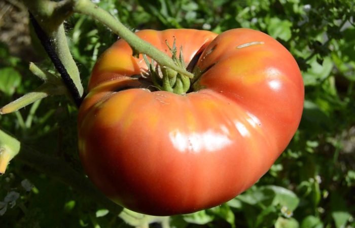 Variétés de tomates Héros russe