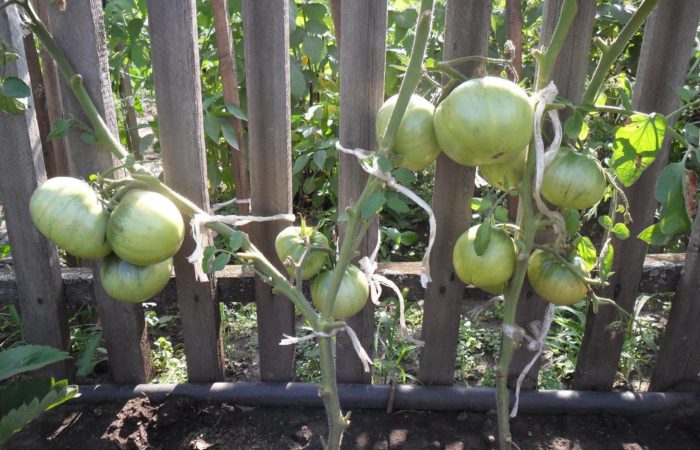 Tomates verdes atados