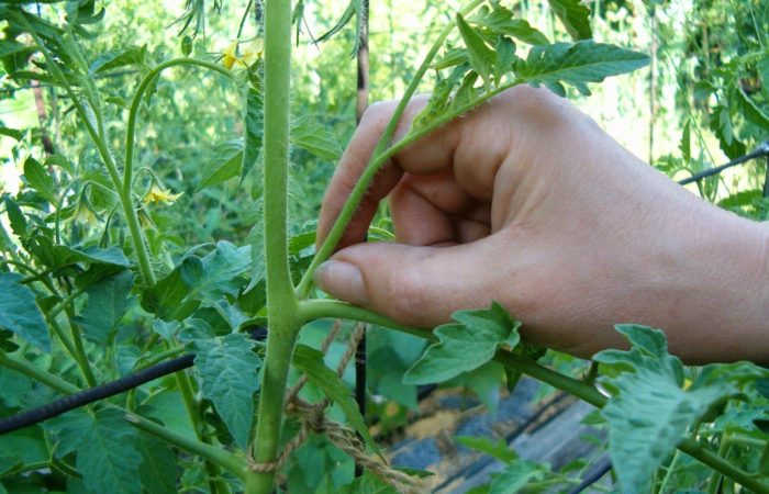 Tallos de arbustos de tomate