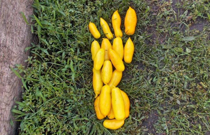 Raccolto di pomodori raccolti Cosce di banana