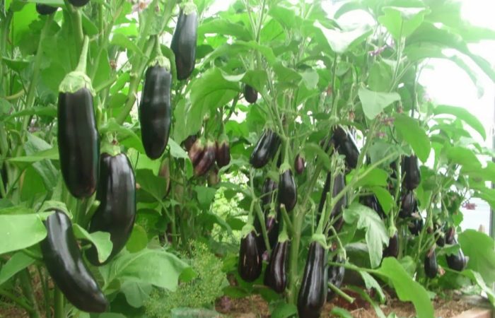 odling av aubergine
