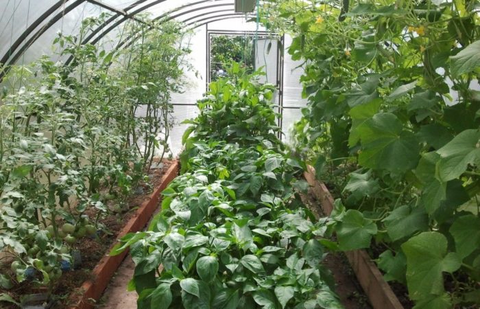 greenhouse crops