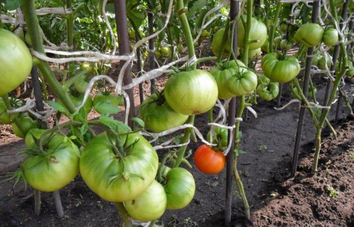 Watered beds with tomatoes