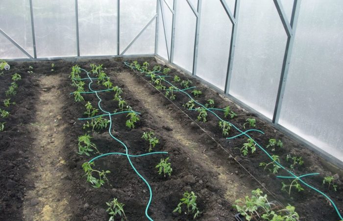 Watering with hoses of tomatoes in the greenhouse