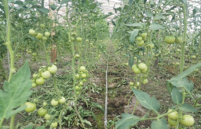 I pomodori verdi crescono secondo il metodo Maslov