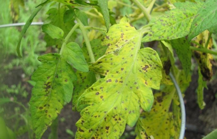 Fungal infection of the leaves