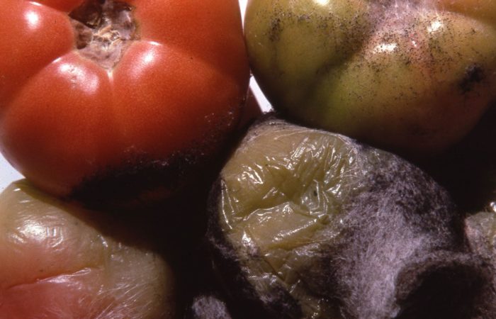 Pourriture de la tomate