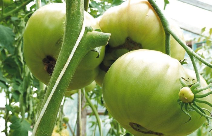 Podredumbre apical del tomate