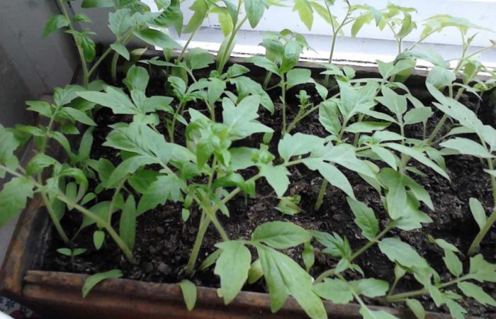 Tomato seedlings in a box