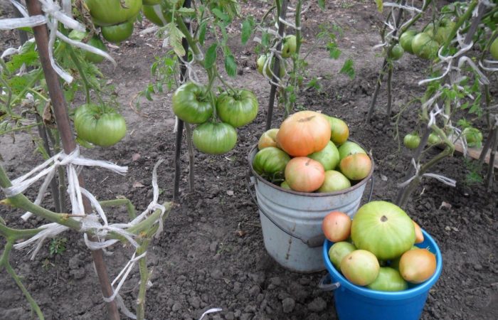 Stora tomater i hinkar