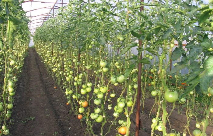 Tomaatteja kasvihuoneessa