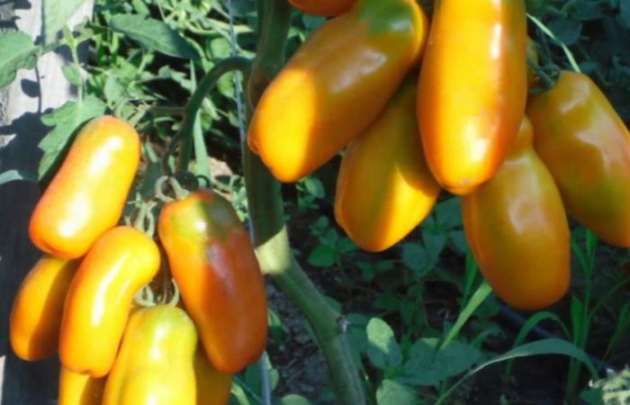 Keltaiset tomaatit Auria