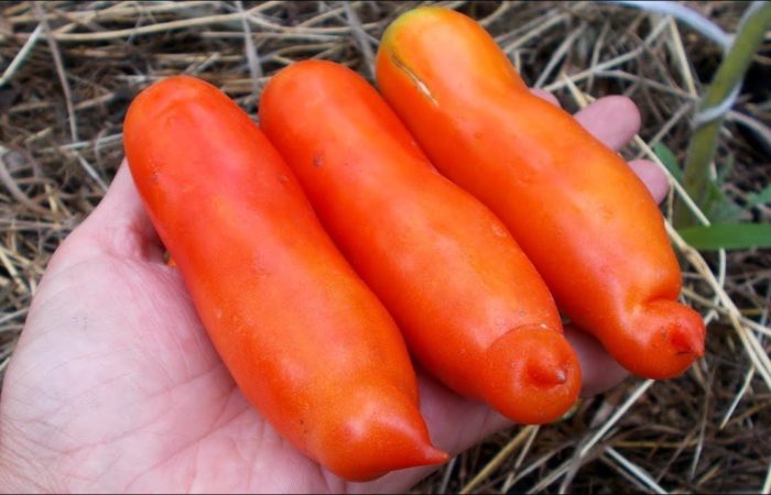 Tre Auria-tomater i hånden