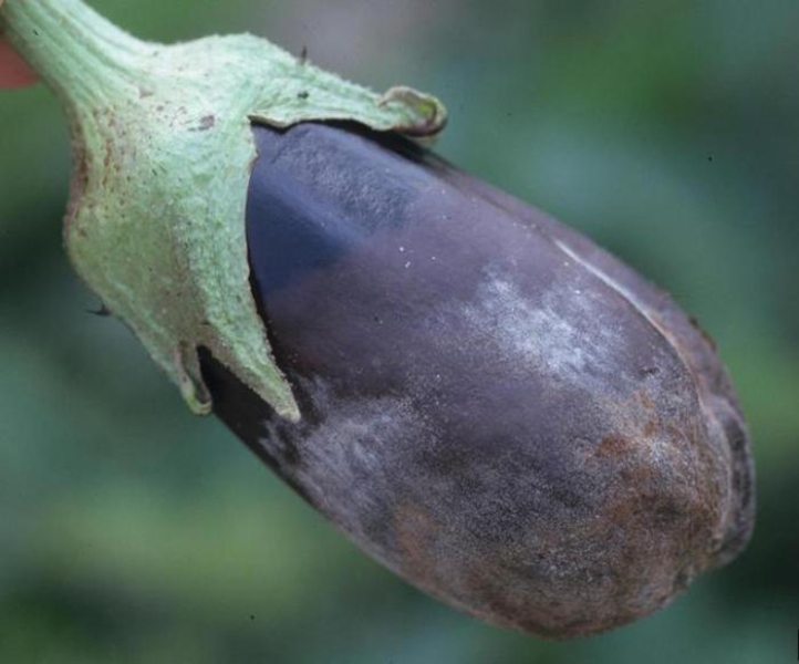 Grey rot a kan eggplant