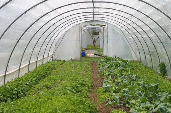 Eggplant dasa shuki a cikin greenhouse