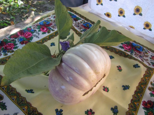 Stor aubergine från trädgården