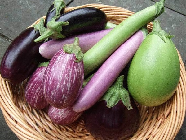 Oogst van verschillende aubergines uit de tuin