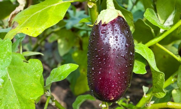 Eggplant girma a cikin lambu