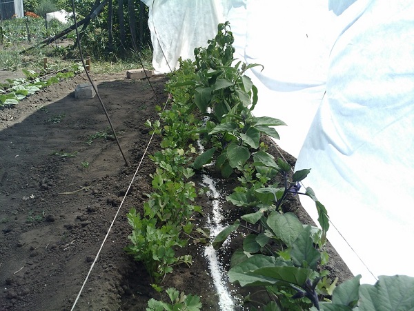 Semis d'aubergines poussant dans une serre
