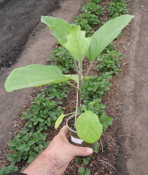 Anak benih terung sebelum ditanam di dalam tanah