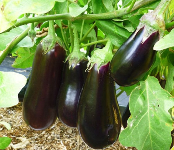 Eggplant girbi a gonar