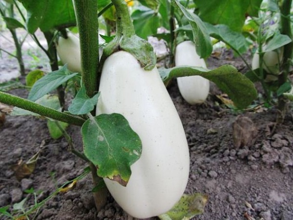 Hvid aubergine dyrket i haven