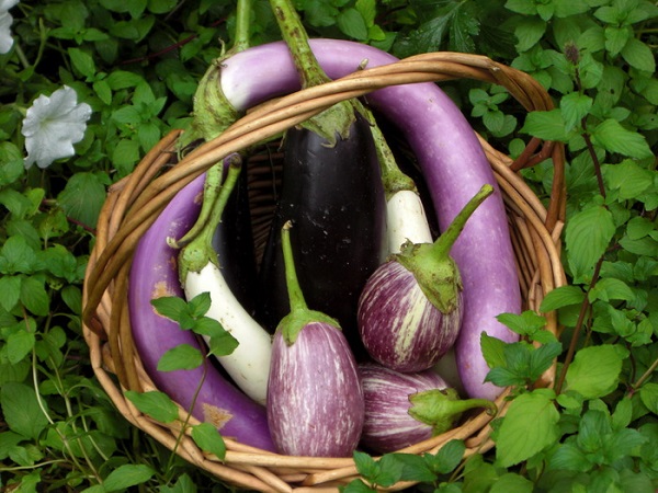 Verschillende aubergines verzameld in een mand