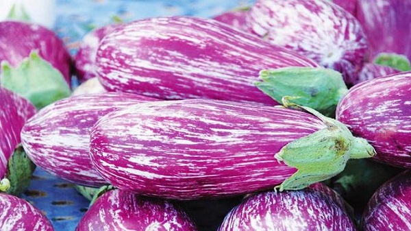 Girbi eggplants purple akan tebur