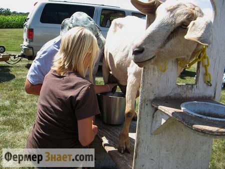 Milking a goat with a machine