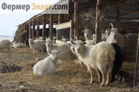 Goats near the barn