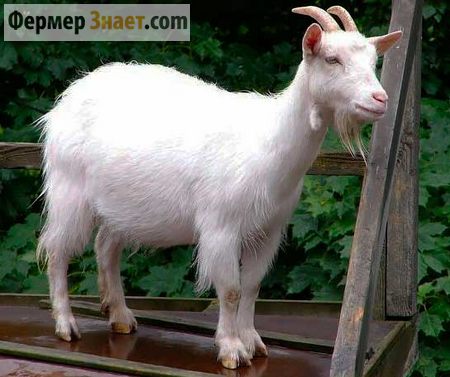 Russian white goat