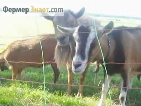 Goats behind the electric fence