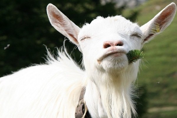 Goat with grass