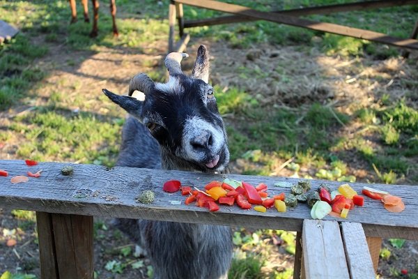 Goat eats vegetables