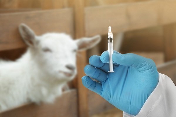 traitement de chèvre