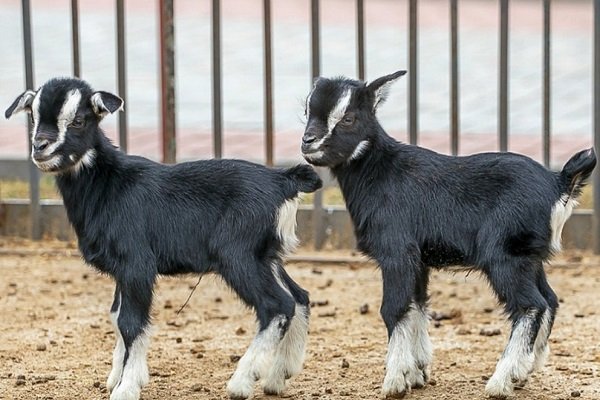 Features of keeping and breeding Cameroon goats