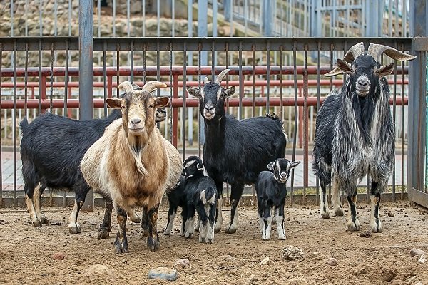 Ciri-ciri produktif kambing