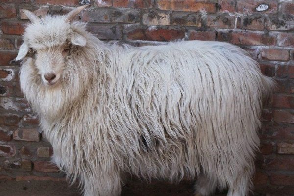 cashmere downy goat