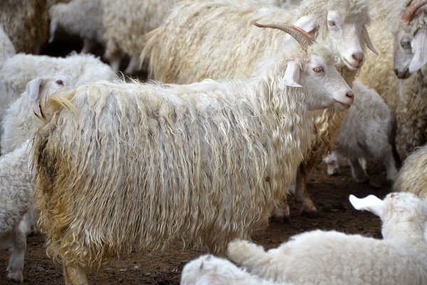 Chèvres duveteuses du Daghestan