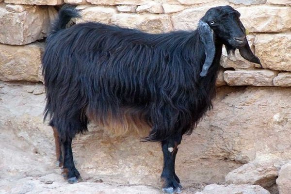 Čierna páperová koza
