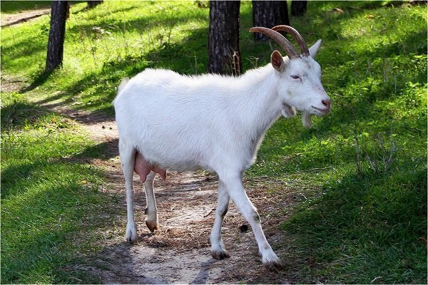 Guangzong white goat